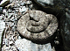  «Уж или гадюка?»: туристы встретили на Торгашинском хребте змею 