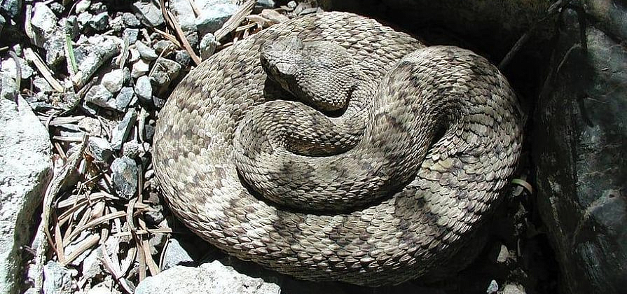 «Уж или гадюка?»: туристы встретили на Торгашинском хребте змею 