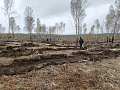 В Красноярском крае высадили 4,5 миллиона хвойных деревьев за сезон