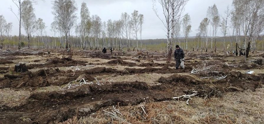 В Красноярском крае высадили 4,5 миллиона хвойных деревьев за сезон
