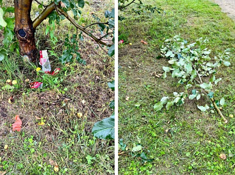 Красноярцы обломали деревья на Татышев в порыве сбора яблок. Фото: Мэрия Красноярска