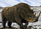 Фрагмент черепа шерстистого носорога нашли в заповеднике Красноярского края