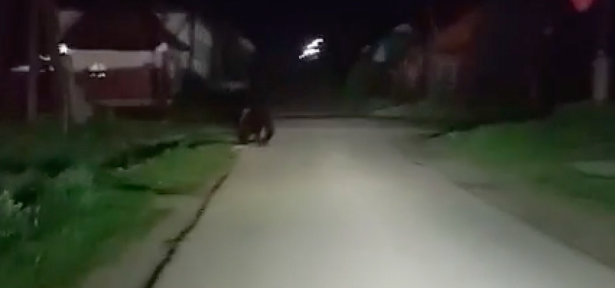 На юге Красноярского края на сельскую улицу вышел медведь