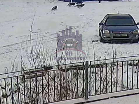 Пришлось лезть на дерево: стая собак атаковала ребенка в красноярских Солонцах. Видео: ЧП Красноярск