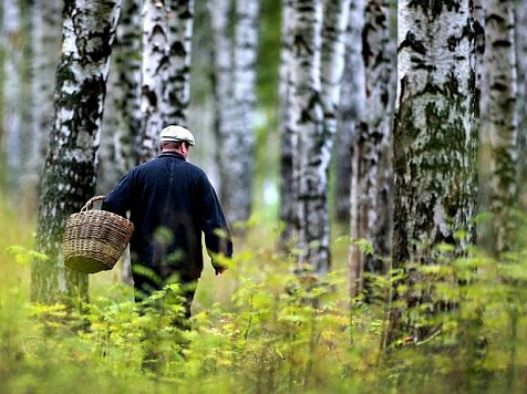 Под Зеленогорском два часа с громкоговорителем искали грибника. Фото: ТАСС/Владимир Смирнов