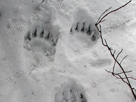 В Красноярском крае обнаружили медвежьи следы: информацию передали в полицию. ЧП Красноярск