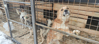 В Красноярске строительство приюта для собак окончилось разборками