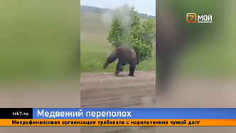Семейная пара довела медведя до панического бегства в Балахтинском районе