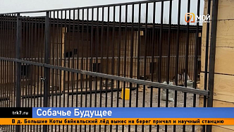 Донаты резко просели — приют для собак в Красноярске рискует замедлить строительство