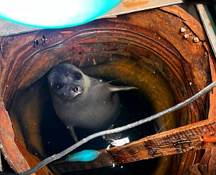 Любопытная нерпа поселилась в лунке метеорологической станции на севере Красноярского края