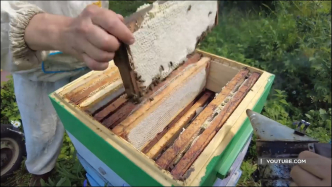 Красноярские пасечники предлагают высококачественный мёд.