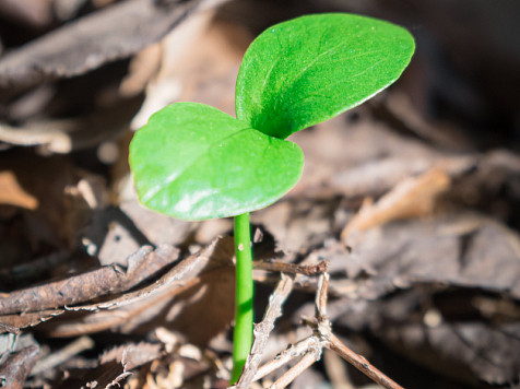 В Красноярске 6 мая в субботу ожидается потепление до +20°C. Фото: unsplash.com