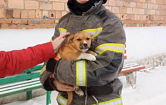 В Красноярском крае спасли провалившегося в вентиляцию щенка