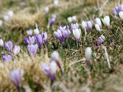 В Красноярске 22 апреля потеплеет до +9 °C. Фото: unsplash.com