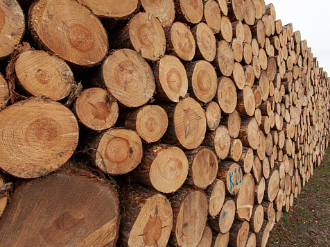 В Красноярском крае бизнесмен заработал на контрабанде леса почти 5 млн рублей. Фото: freepik