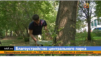 В Центральном парке Красноярска вырубят сотни аварийных деревьев