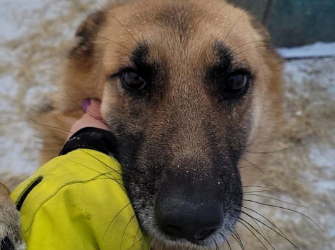 Красноярский приют «Бездомный пёс» с 500 собак оказался на грани закрытия . Фото: КРООЗЖ «Бездомный пёс»