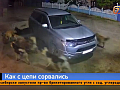 В красноярской Березовке стая собак растерзала домашнего кота