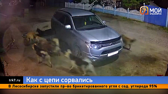 В красноярской Березовке стая собак растерзала домашнего кота