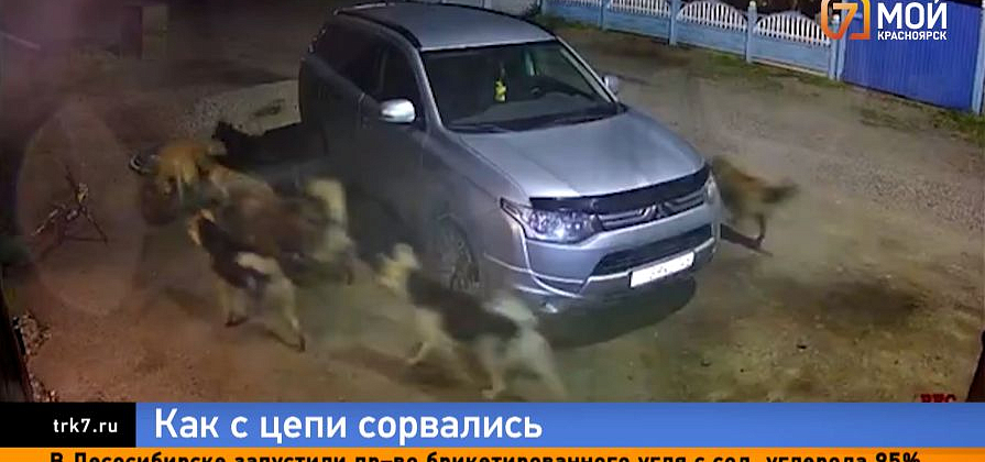 В красноярской Березовке стая собак растерзала домашнего кота