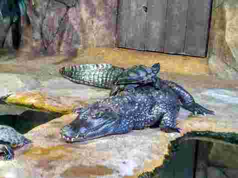 Несовместимые в природе крокодил и черепаха подружились в зоопарке