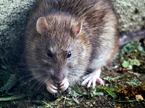 Краевой Роспотребнадзор рассказал, что делать, если в многоквартирном доме завелись крысы . Фото: «Unsplash»