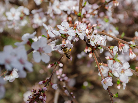 «Красный уровень» аллергии накроет Красноярск 7 мая: карта аллергенов . Изображения: yandex.ru/pogoda/ru/maps, JN PHOTOS (VK)