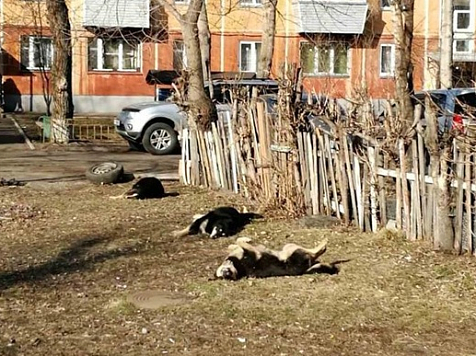 Красноярску обещают дополнительные средства на отлов бродячих собак. Фото: администрация Красноярска