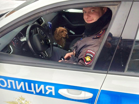 На трассе под Красноярском автоинспекторы спасли домашнюю собаку. Фото, видео: ГИБДД