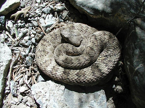 Медики попросили красноярцев не фотографироваться со змеями и не высасывать яд. Фото: Piqsels