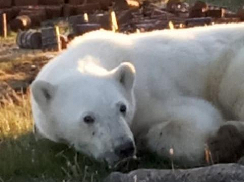 Спасённая в посёлке Диксон белая медведица вернулась в природу. Фото: С. Радионова