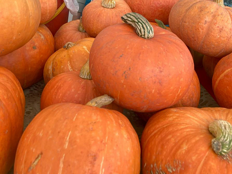 «Битва гигантов»: на красноярской ярмарке сразятся кабачки-тяжеловесы и тыквы-рекордсмены. Фото: 7 канал Красноярск