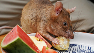 В Камбодже умерла знаменитая крыса-сапер