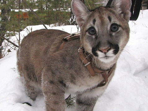 Пума-долгожитель Арнальдо скончался в красноярском зоопарке. Фото: «Роев ручей»