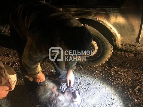 В Красноярском крае у убившего барсука мужчины отобрали «Ниву». Фото: «7 канал Красноярск»