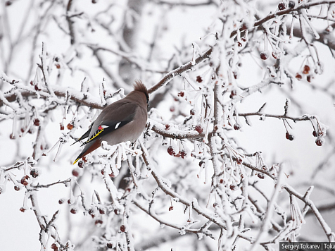 В Красноярск идет потепление до -5. Фото: Сергей Токарев