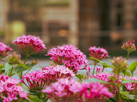 Красноярцы могут получить 100 тыс. рублей на благоустройство двора. Фото: unsplash.com