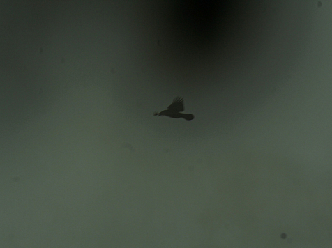 Четырехкратные превышения по вредным веществам засекли над Красноярском в последний день НМУ. Фото: JN PHOTOS / VK