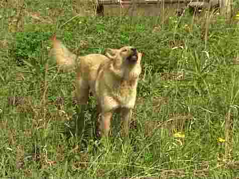 За искусанную собакой дочь мать отсудила 50 тысяч. Кадр: архив 7 канала