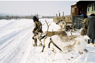 В Красноярском крае начался прием заявок на субсидии для оленеводов