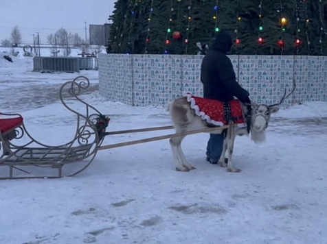 Замученного на Масленицу оленя заметили и в Красноярске