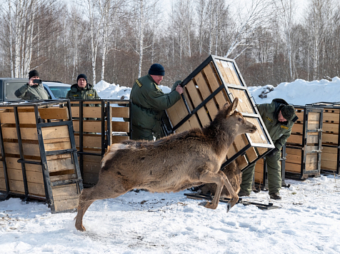 В Красноярском крае выпустят на свободу маралов. фото: Владимир Корецкий