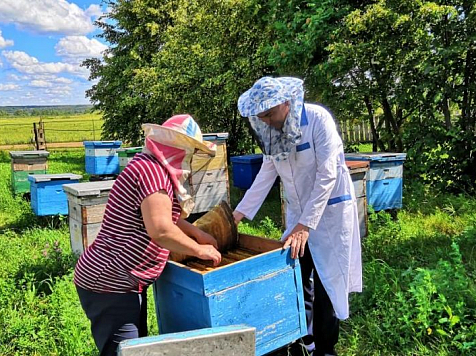 Красноярскому пчеловодству угрожают пестициды и среднеазиатские инфекции. Фото: Минсельхоз РФ