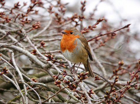 В Красноярске 7 апреля потеплеет до +12 градусов . Фото: ru.freepik.com