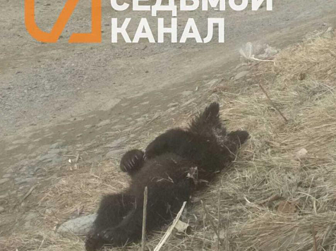 Двух медвежат с рваными ранами нашли красноярцы в Зелёной Роще					     title=