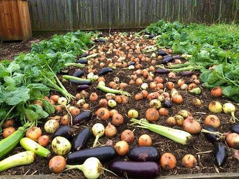 Из-за дождливого августа у красноярцев гниет урожай и повышаются цены на продуктовых рынках