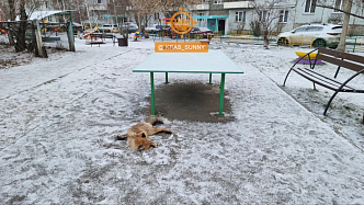 В Красноярске во дворе жилого дома стая бродячих собак разорвала дикую лису