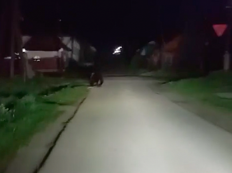 На юге Красноярского края на сельскую улицу вышел медведь. Скриншот видео:t.me/ermniva