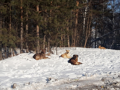 Почти 500 агрессивных собак находится на содержании в приютах Красноярска. Фото: admkrsk.ru