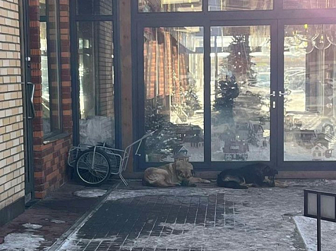 Нападают на детей, мам с колясками и домашних питомцев: жители элитного ЖК в Красноярске жалуются на бездомных псов. Фото: «МК в Красноярске»